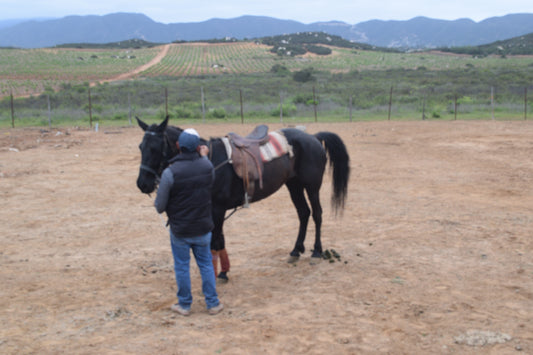 Clase de Polo o Cabalgata entre Viñedos para Parejas
